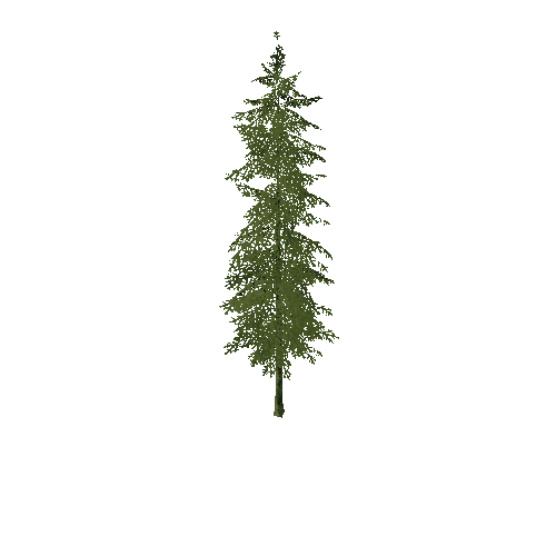 Pine 03